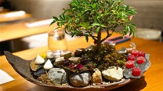 Feng Shui Bonsai Trees - YouTube Feng Shui Bonsai Trees - YouTube