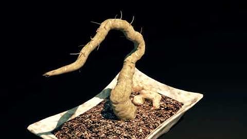 grow animation  Speedtree 3ds max..