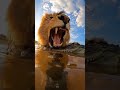 Lion just destroyed my GoPro hero. #gopro #animalshorts #lion #wildlife #shorts