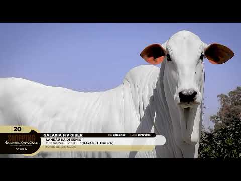 LOTE 20   GALAXIA FIV GIBER   GIBE 2459 zap 1