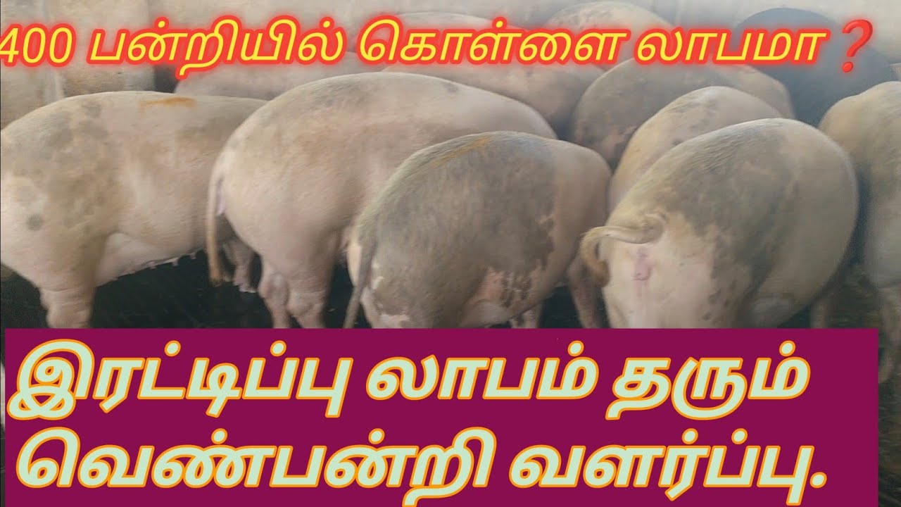💫40 லட்சம் வருமானம் கொடுக்கும் பன்றி வளர்ப்பு 
