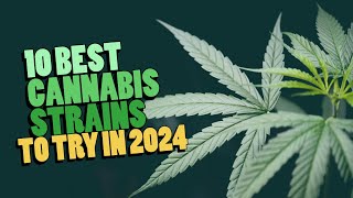 Top 10 Must Try Cannabis Strains of 2024