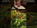 Twitch: kaaaay #ark #kay #gaming #arksurvivalascended #pARKplatz #twitch #fyp #funny #highlights