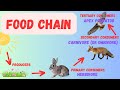 Energy Flow Through Ecosystems: Unraveling Food Chains and Food Webs