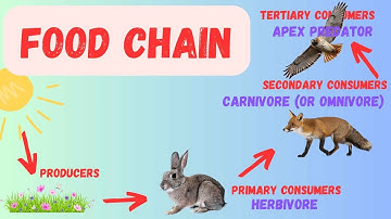 How Energy Moves Through Ecosystems: Food Chains & Webs Explained!