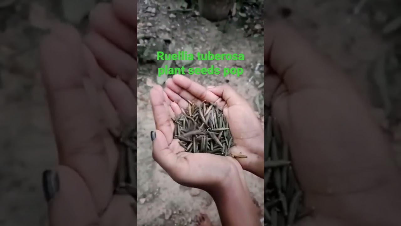 Ruellia tuberosa plant seeds pop 