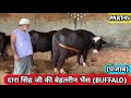 देखिए दारा सिंह जी की बेहतरीन भैंस (Buffalo)