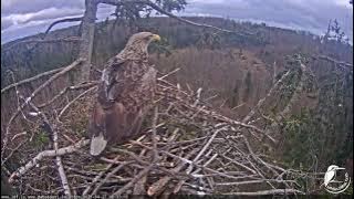 J E20210427 182323MrCCallsFliesIn