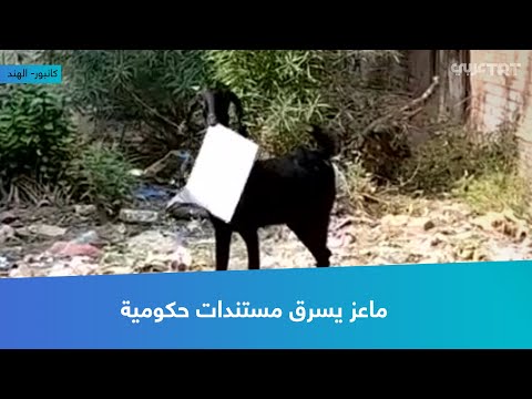 ماعز يسرق مستندات حكومية