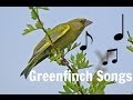 GREENFINCH SONGS MP3