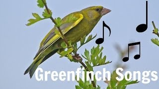 GREENFINCH SONGS MP3