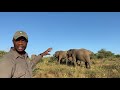 Tigere talks about the steady integration of orphaned albino elephant calf into the Jabulani Herd