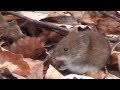 Mice in the forest  muse im wald myodes glareolus