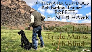 Master Level Retrievers Breeze Flint Hawk training HRCH/MH level scenario Triple Marks with Blind