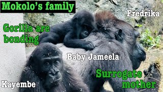 Mokolo’s family  Baby Jameela bonding with surrogate mother gorilla.