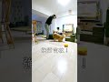 長女のおやつを後ろからそーっと盗もうとするのは絶対に許せないコーギー#shorts