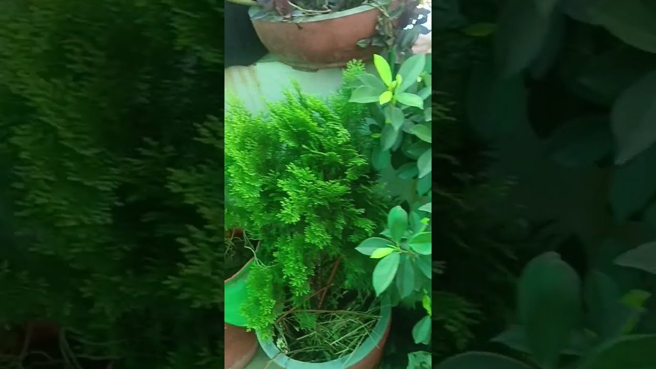 bag bagicha 🥰short 