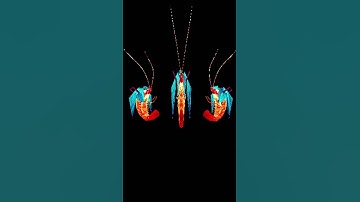 Thumbnail of triple shrimp miku #meme #animation #shrimp #vocaloid #hatsunemiku #miku #animationmeme