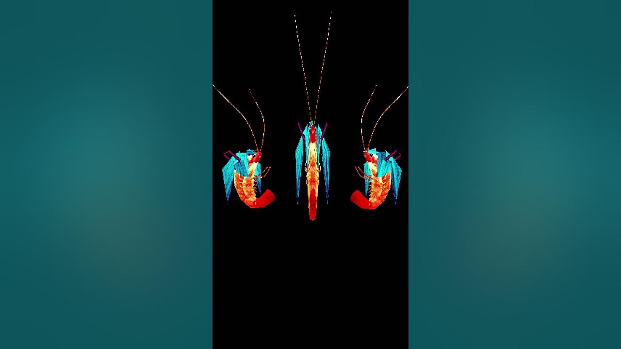 triple shrimp miku #meme #animation #shrimp #vocaloid #hatsunemiku #miku #animationmeme