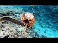 Makadi Bay - Shark - Ägypten - Egypt - Red Sea - Snorkeling - 2018