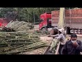 Skilled Workers Operating Heavy Machinery To Smash Giant Bamboos For Paper