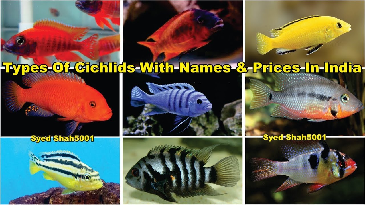 aquarium cichlids types