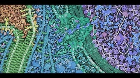 08.01 The Cell Is Not a Machine – Beyond Networks: The Evolution of Living Systems