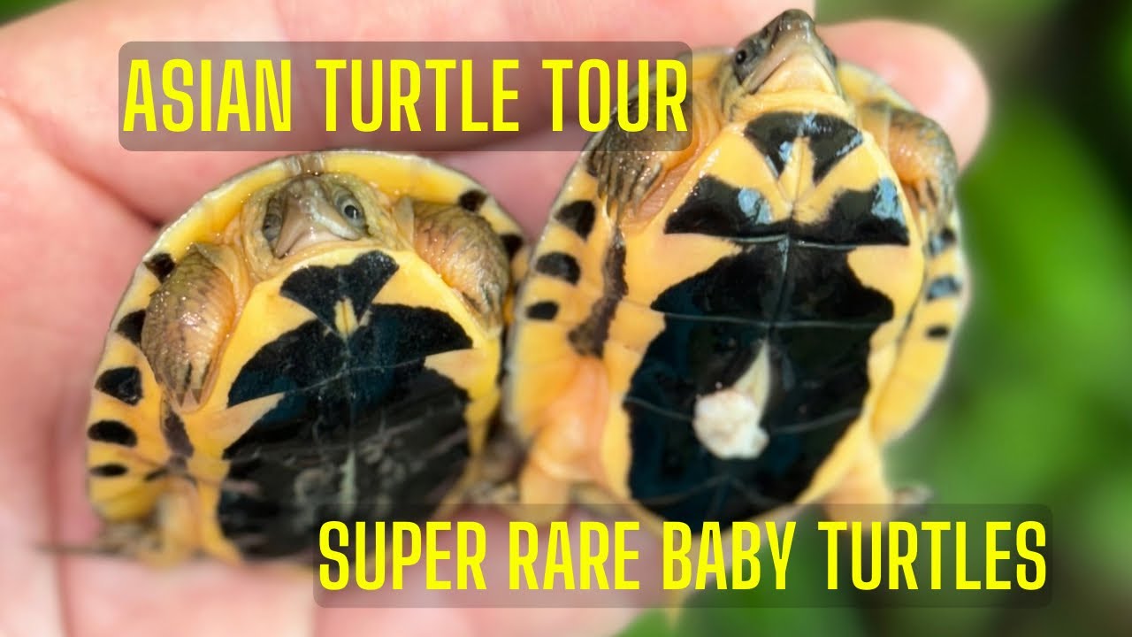 We Hatched Critically Endangered Baby Turtles - YouTube