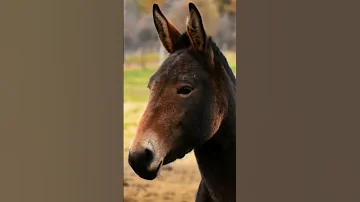 Как получаеться Мул?
