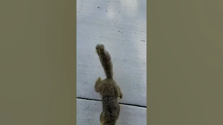Young squirrel learning to fetch.