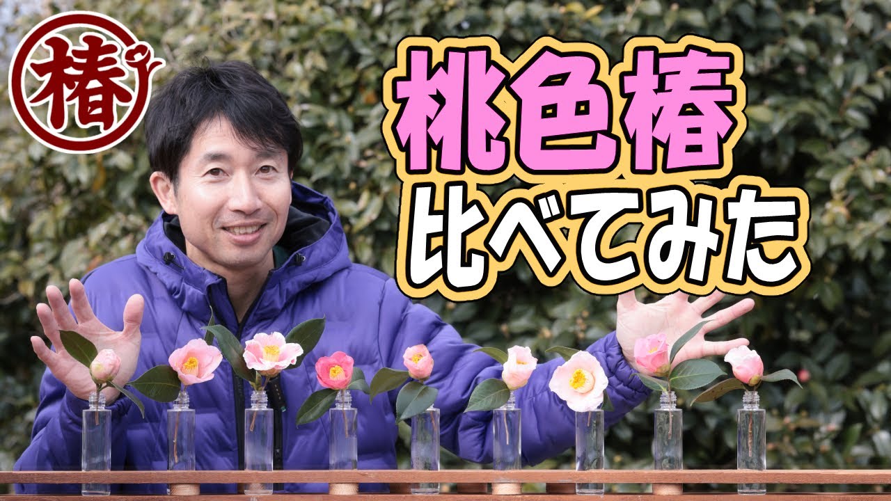 つばき1月後半~ 桃色椿 比べてみた｜開花中9種・早咲き（9月〜1月）を並べて比較【お茶