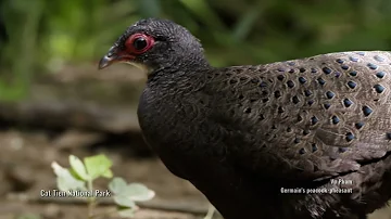 Germain's peacock pheasant #birds #nature #wildlife #wildlifephotography #videography #filmmaking
