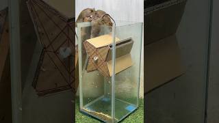 Best Mouse Trap Idea/Good Rat Trap At Home #Mousetrap #Mousetrap2022 #Rat #Rattrap