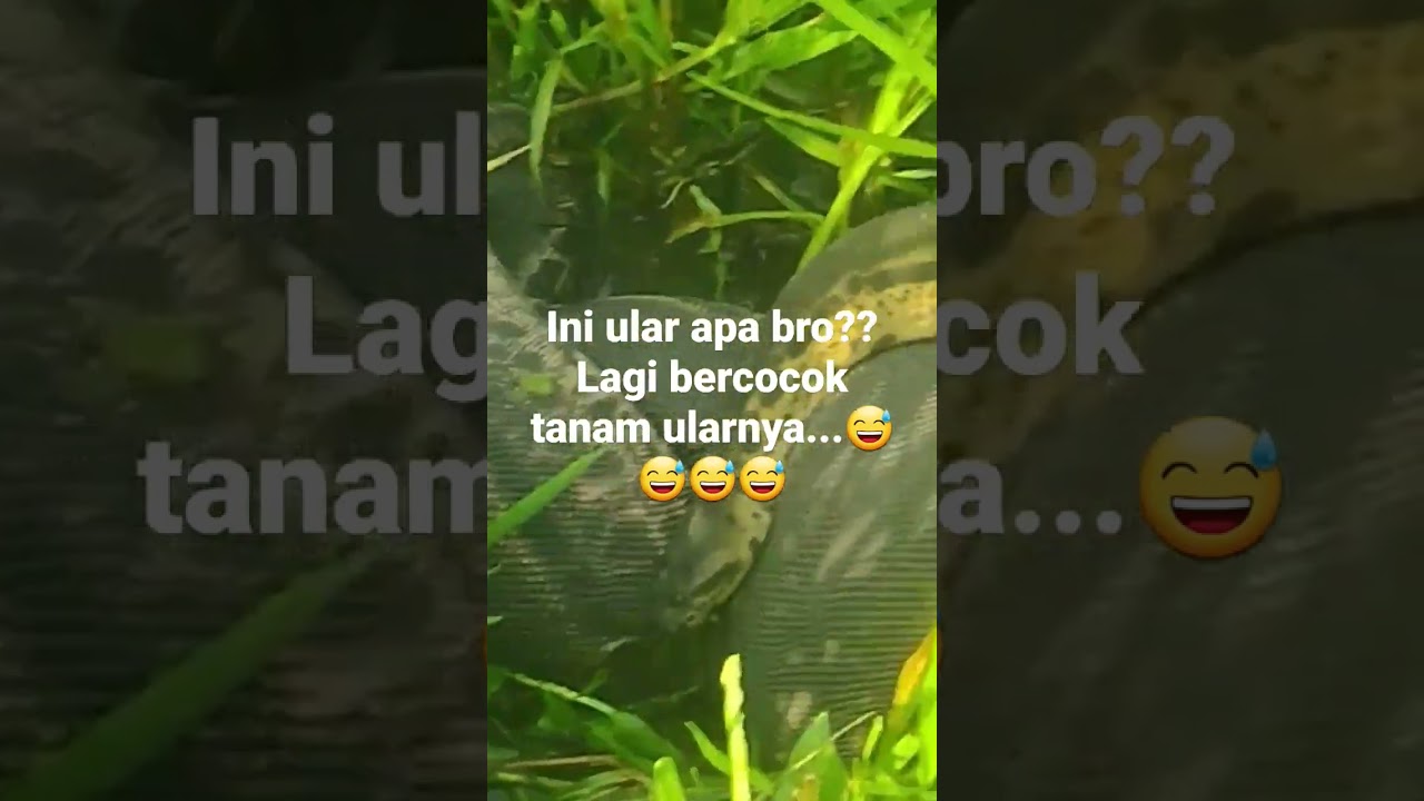 Does anyone know? what snake is this?