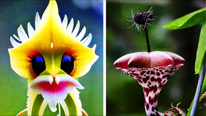 Top 20 Unusual Trees, Strangest Plants & Most Unique Flowers in the World