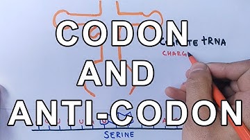 What is Codon and Anti-Codon ? Difference and Working Explained