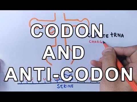 Video: Diferența Dintre Codon și Anticodon