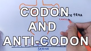 What is Codon and Anti-Codon ? Difference and Working Explained