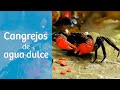 CANGREJOS de agua DULCE 🦀