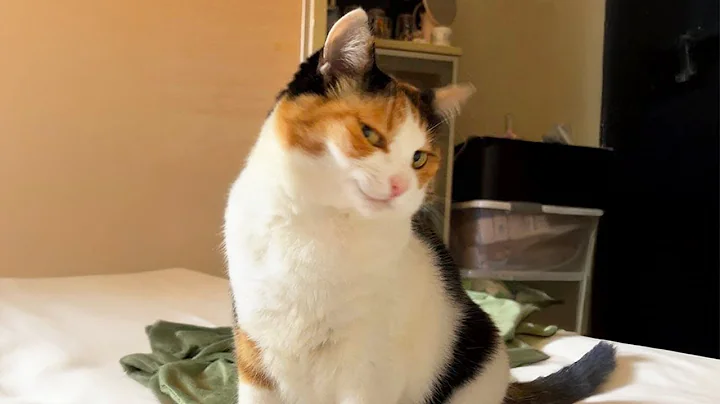 Video 11609191: hilarious cat fails, funniest hilarious cat, laugh cat