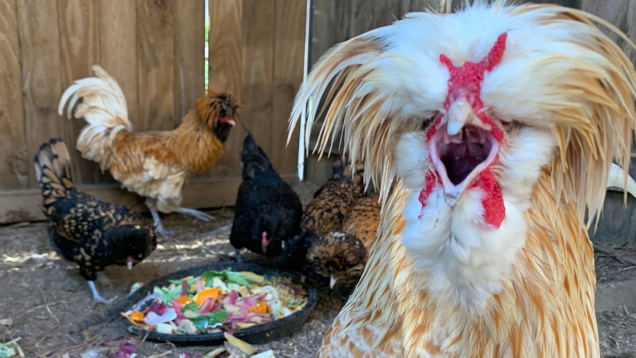 新米ママちゃんは常にピリピリモード と 音量注意 けたたましく鳴くポーリッシュ達 Youtube
