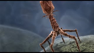 real t4 bacteriophage hours