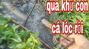 nước rút xuống thăm lờ dính cá lóc bự bự không