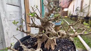 belajar bonsai bonsai