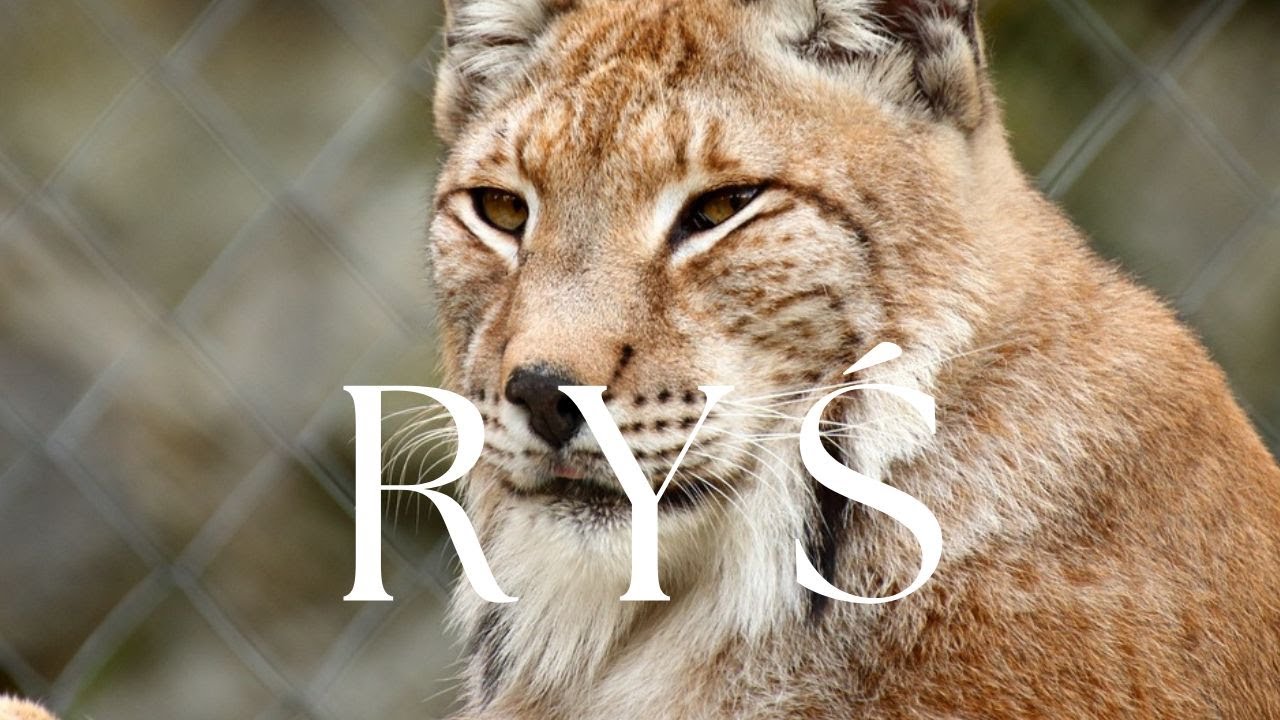 Ryś - Największy kot Europy | Podcast o Zwierzętach nr 16