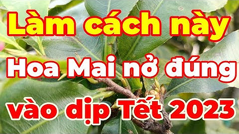 Cách làm cây hoa mai sai bông vào dịp Tết 2023.How to make plants flower on Tet holiday.