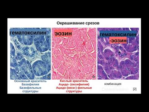 Гистологические методы. Виды красителей. Окрашивание: гематоксилин-эозин.
