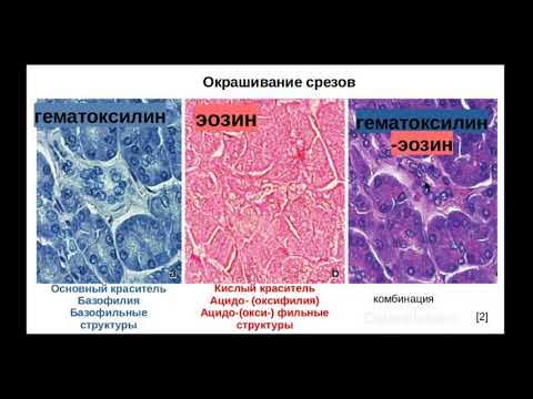 Окрашивание гистологических препаратов. Окраска срезов гистология. окраска препаратов гистология таблица. гематоксилин эозин краситель. эозин краситель гистология.