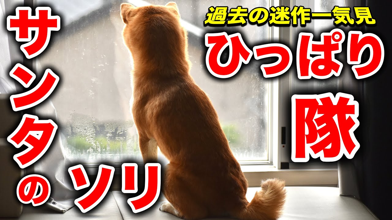 今年のクリスマスに全力を注ぐ柴犬こむぎが質問にもお答えいたします！！【一気見まとめ】