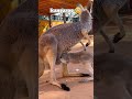 Hilarious Moments with Kangaroos and Dog! 😂🦘🐶 #FunnyAnimals #Kangaroo #DogLovers #ViralVideo